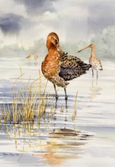 Image of Black-tailed Godwits painting