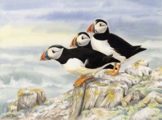 Image of Puffins painting