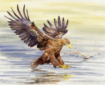 Image of Sea Eagle painting