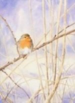 Winter Robin image